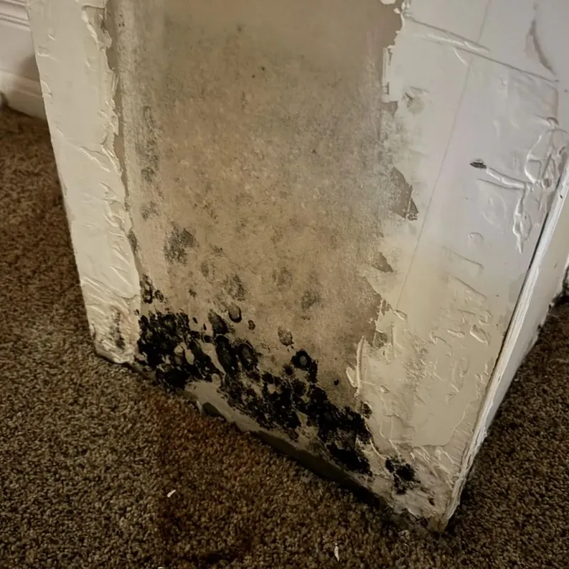 Professional Mold Removal in Chesapeake, WV
